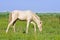 Perlino akhal-teke foal grazing in field