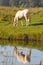 Perlino akhal-teke horse grazing near the water