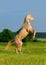 Perlino akhal-teke horse rearing