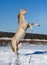 Perlino akhal-teke horse rearing in snow field