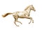 Perlino Akhal-teke horse runs free isolated on white