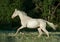 Perlino akhal-teke horse runs free in summer field