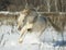 Perlino akhal-teke stallion in snow