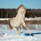 Perlino akhal-teke stallion in snow