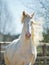 The perlino lusitano horse with blue sky background