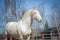 Perlino lusitano horse with blue sky background