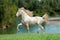 Perlino lusitano horse with blue sky background