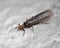 Perlodid stonefly (Perlodidae)