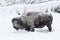 Permafrost Buffalo in Yellowstone National Park