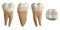 Permanent lower second molar tooth. 3D illustration of the anatomy of the mandibular second molar tooth in buccal, proximal, lingu