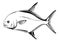 Permit fish illustration