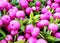 Pernettya mucronata. Closeup of pink berries.