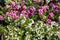 Pernettya spiky berry fruit white pink purple. Harvest Gaultheria mucronata autumn, background wallpaper