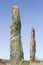 Pernos Feilw Standing Stones in Anglesey