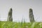 Pernos Feilw Standing Stones in Anglesey