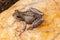 Peron`s Tree Frog