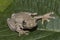 Peron`s Tree Frog