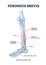 Peroneus brevis leg muscle with longus and tertius location outline diagram