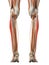 The peroneus longus