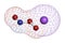 Peroxynitrite (sodium) reactive nitrogen species molecule. Formed by the reaction of the free radicals nitric oxide and superoxide