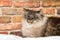 Perplexed cat in bed by brick wall