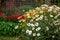 Perrenial Flower Garden with Daisies and Black-Eyed Susan`s