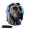 Perro de Presa Canario dog portrait isolated on white. Digital art illustration web, t-shirt print and puppy cover design, clipart