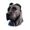 Perro de Presa Canario dog portrait isolated on white. Digital art illustration web, t-shirt print and puppy cover design, clipart