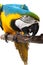 Perrot - Macaw
