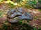 Perrotet`s Narrow Headed Snake, Xylophis perroteti, Mukhurthi, Karnataka