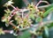 Persea odoratissima, Fragrant Bay Tree