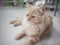 Persian adorable cat, close-up funny fluffy face, in sepia tone