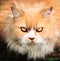 Persian breed cat with ferocious look close up outdoor portrait