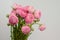 Persian buttercup. Bunch pale pink ranunculus flowers light background