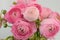 Persian buttercup. Bunch pale pink ranunculus flowers light background