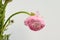 Persian buttercup. Bunch pale pink ranunculus flowers light background