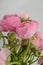 Persian buttercup. Bunch pale pink ranunculus flowers light background