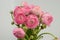 Persian buttercup. Bunch pale pink ranunculus flowers light background