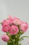 Persian buttercup. Bunch pale pink ranunculus flowers light background