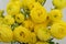 Persian buttercup. Bunch pale yellow ranunculus flowers light background