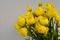 Persian buttercup. Bunch pale yellow ranunculus flowers light background