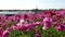 Persian Buttercup Flower Field Closeup in California USA