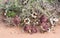 Persian Carpet Edithcolea grandis Flowering in Dry Habitat