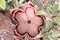 Persian Carpet Edithcolea grandis Flowering in Dry Habitat