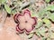 Persian Carpet Edithcolea grandis Flowering in Dry Habitat