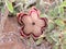 Persian Carpet Edithcolea grandis Flowering in Dry Habitat