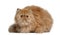 Persian cat, 2 years old