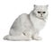 Persian cat, 2 years old, sitting