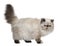 Persian Cat, 2 years old, standing