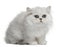 Persian cat, 3 months old, sitting